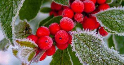 11 of the Best Cold Temperature Ornamental Plants for the Fall Garden - gardenerspath.com - China