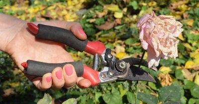 What Is Deadheading? - gardenerspath.com