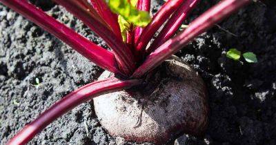 How to Grow Beets: a 3 Season Crop | Gardener's Path - gardenerspath.com