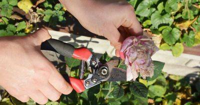 How to Deadhead Roses - gardenerspath.com