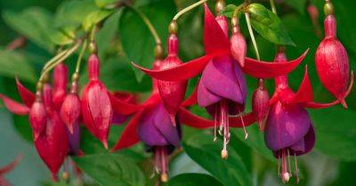 Are Fuchsia Berries, Leaves, and Flowers Edible? - gardenerspath.com - Usa - New Zealand - Bolivia