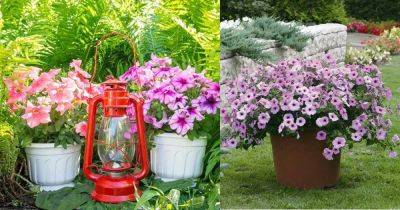 Growing Petunias in Containers | Petunia Care Tips - balconygardenweb.com