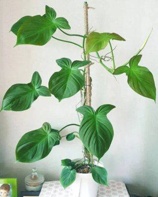 Philodendron Camposportoanum Care: Tricks and Tips - balconygardenweb.com