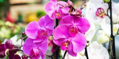 How to Get Your Orchid Plant to Bloom Again—Care Tips to Try - sunset.com