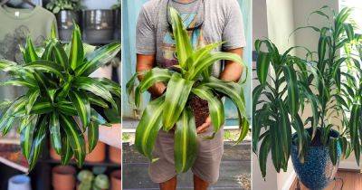 Dracaena Hawaiian Sunshine Care and Growing Guide - balconygardenweb.com