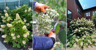 Tips and Tricks on Pruning Oakleaf Hydrangea - balconygardenweb.com