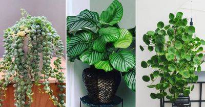 12 Awesome Round Leaf Houseplants - balconygardenweb.com