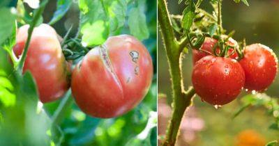Splitting Tomatoes? How to Stop Tomato Cracking - balconygardenweb.com - Usa