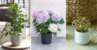7 Unlucky Plants to Avoid Indoors | Bad Luck Plants in Feng Shui - balconygardenweb.com