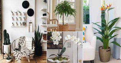 15 Indoor Plants for Minimalist Home - balconygardenweb.com - city Sansevieria