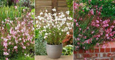 Gaura Plant Care and Growing | How to Grow Gaura (Beeblossom) - balconygardenweb.com - state Texas