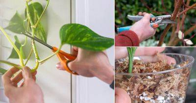 11 Common Mistakes While Propagating Plants from Cuttings - balconygardenweb.com