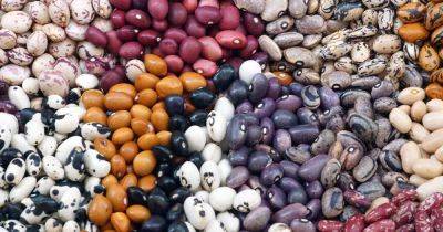 17 of the Best Types of Dry and Shelling Beans - gardenerspath.com