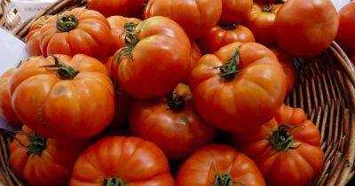 How to Plant and Grow ‘Costoluto Genovese’ Tomatoes - gardenerspath.com - Italy