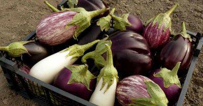 15 of the Best Italian Eggplant Varieties - gardenerspath.com - Usa - India - Italy - region Mediterranean