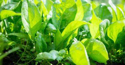 37 of the Best Spinach Cultivars - gardenerspath.com