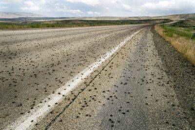 Mormon Crickets Swarming the West Cause Traffic Hazards and Overall Chaos - bhg.com - Usa - state Montana - state Colorado - state Arizona - state Utah