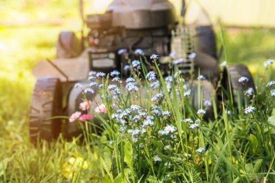 After No Mow May, Should You Do a Slow Mow Summer? - bhg.com - Britain