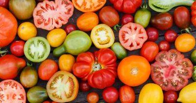 How Does Color Impact Tomato Flavor? - gardenerspath.com