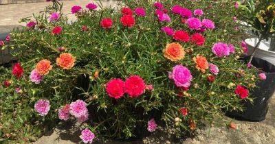 How to Grow and Care for Portulaca (Moss Rose) - gardenerspath.com