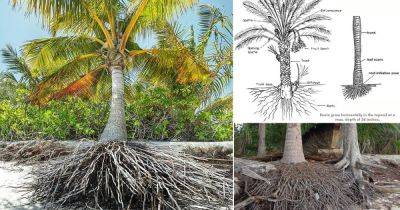 How Deep are Palm Tree Roots? Palm Tree Root System Diagram and Information - balconygardenweb.com
