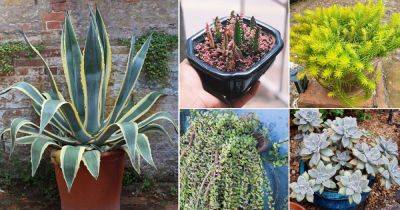 13 Succulents That Grow Like Weed & Anyone Can Grow Them - balconygardenweb.com
