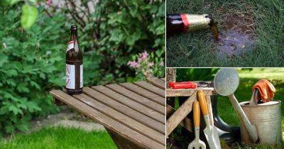 10 Uses For Beer In the Garden - balconygardenweb.com