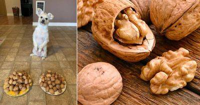 Can Dogs Eat Walnuts | Are Walnuts Safe for Dogs - balconygardenweb.com - Britain - Japan