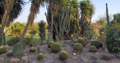 27 of the Best Xerophytes to Plant in a Water-Wise Garden - gardenerspath.com - Usa