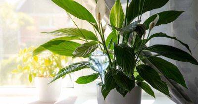 Why Peace Lily Leaves Turn Yellow or Brown - gardenerspath.com - Usa - Mexico - state Florida - state Hawaii