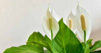 5 Reasons Why Peace Lilies Fail to Bloom - gardenerspath.com