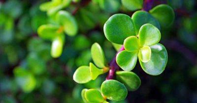 How to Grow and Care for Elephant Bush Indoors | Gardener's Path - gardenerspath.com