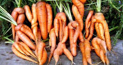 9 Causes of Deformed Carrots: How to Identify and Prevent Them - gardenerspath.com
