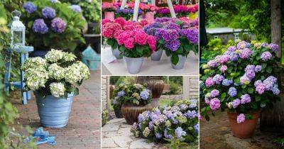 25 Awesome Pictures of Container Gardening with Hydrangeas - balconygardenweb.com