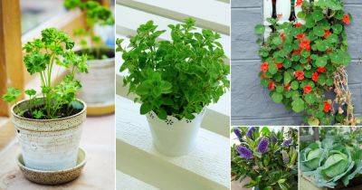14 Best Sage Companion Plants | Companion Planting for Sage - balconygardenweb.com