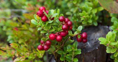 How to Plant and Grow Lingonberries - gardenerspath.com - Russia - Sweden