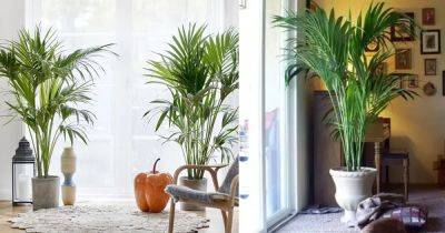 6 Potent Indoor Palm Benefits Proven in Studies - balconygardenweb.com