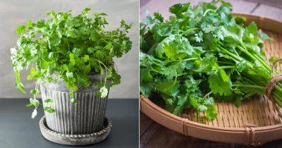 Cilantro in Different Languages | Coriander in Different Languages - balconygardenweb.com - China - Britain - France - Germany - India - Netherlands - Italy - Spain - Mexico - Portugal