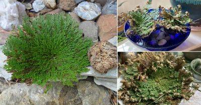 Rose of Jericho Plant Care | Rose of Jericho Uses and Benefits - balconygardenweb.com