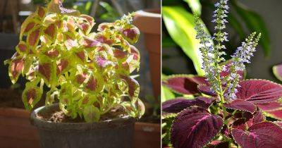 5 Quick Coleus Growing Tips | Grow Best Coleus Plants - balconygardenweb.com