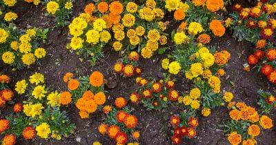 When and How to Plant Marigold Seeds - gardenerspath.com - Usa - Britain - France - Mexico