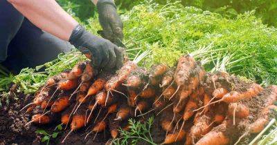 How and When to Harvest Carrots - gardenerspath.com