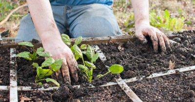Your Ultimate Guide to Square Foot Gardening | Gardener's Path - gardenerspath.com