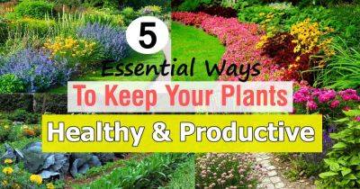 5 Essential Ways To Keep Your Plants Healthy & Productive - balconygardenweb.com