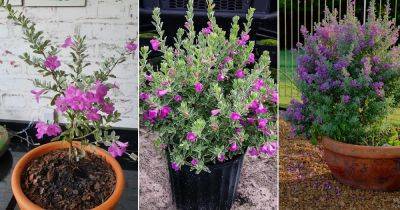 How to Grow Texas Sage Plant in Pot | Texas Ranger Plant Care - balconygardenweb.com - Mexico - state Texas