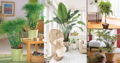 55 Best Indoor Plants for Living Rooms | Top Houseplants - balconygardenweb.com