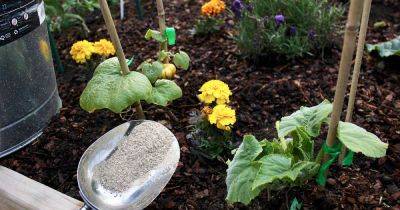 How and When to Fertilize Your Pumpkin Plants | Gardener's Path - gardenerspath.com - state Alaska
