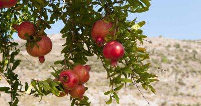 How to Fertilize Pomegranate Trees - gardenerspath.com