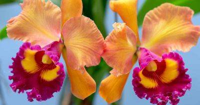 How to Grow and Care for Cattleya Orchids - gardenerspath.com - Usa