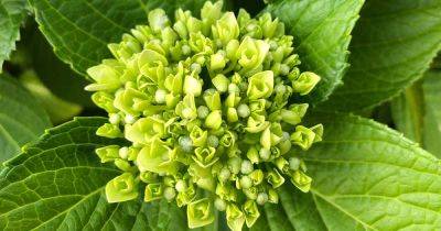 7 Reasons Why Hydrangea May Not Bloom - gardenerspath.com - France - Japan